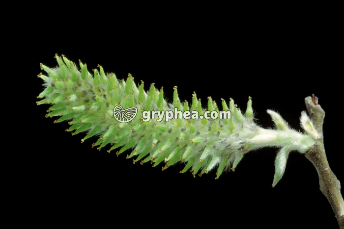 Saule (Salix caprea) - inflorescence de fleurs femelles - gryphea.com